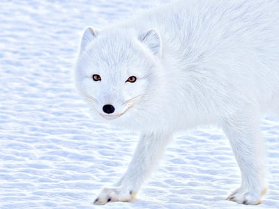 一只白狼的野生动物摄影